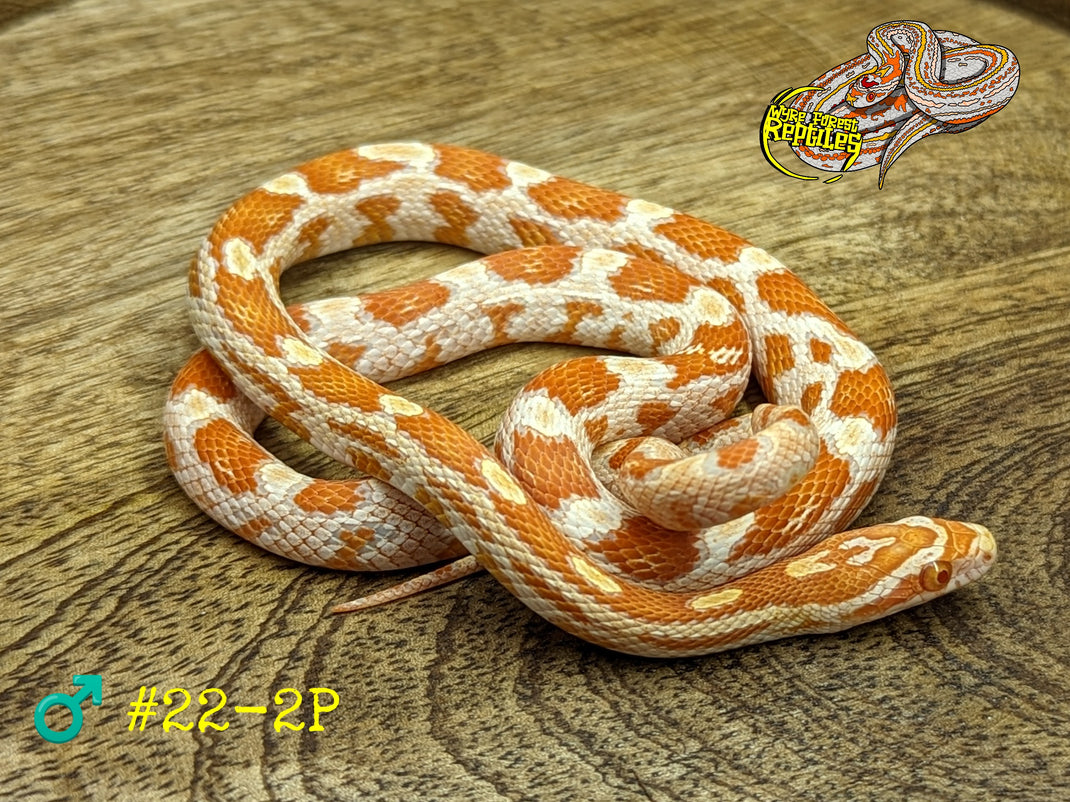 Corn Snakes CB22 Yearlings Wyre Forest Reptiles Husbandry