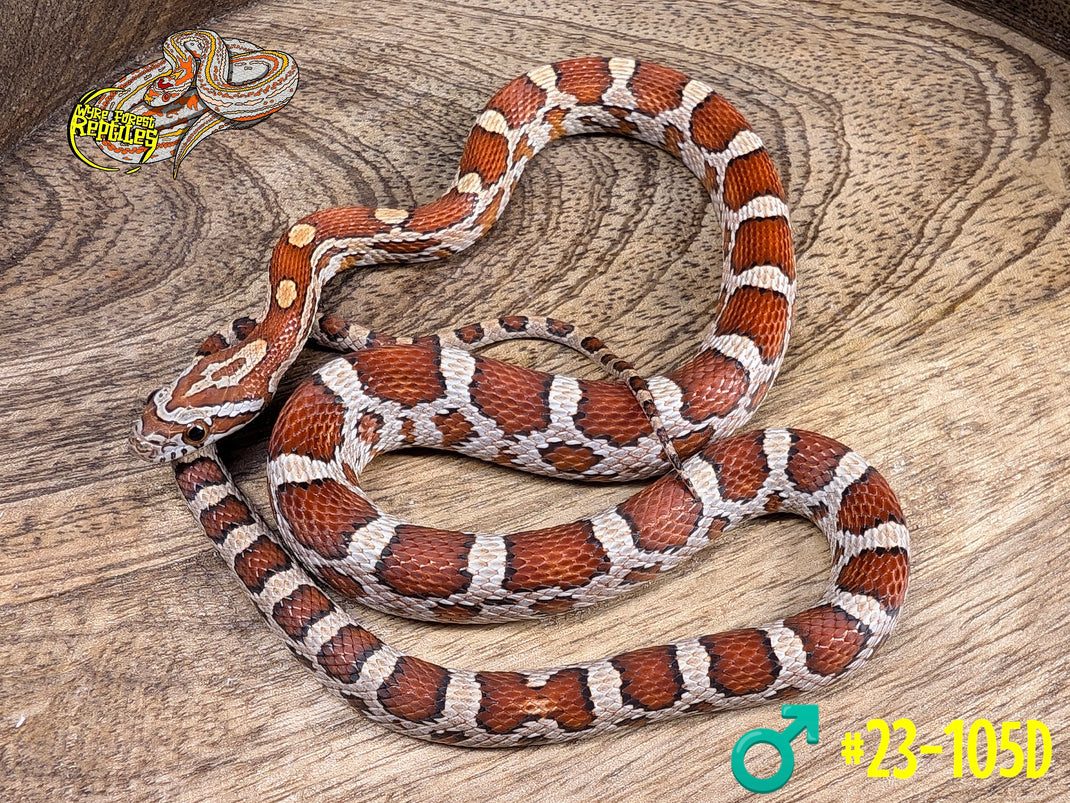 Picture of Corn Snake Yearlings - Wyre Forest Reptiles - Husbandry
