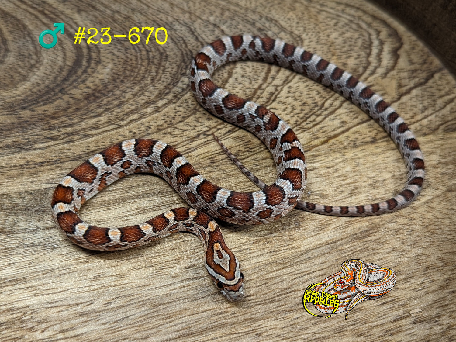 Scaleless & 100% Het Scaleless – Wyre Forest Reptiles - Husbandry