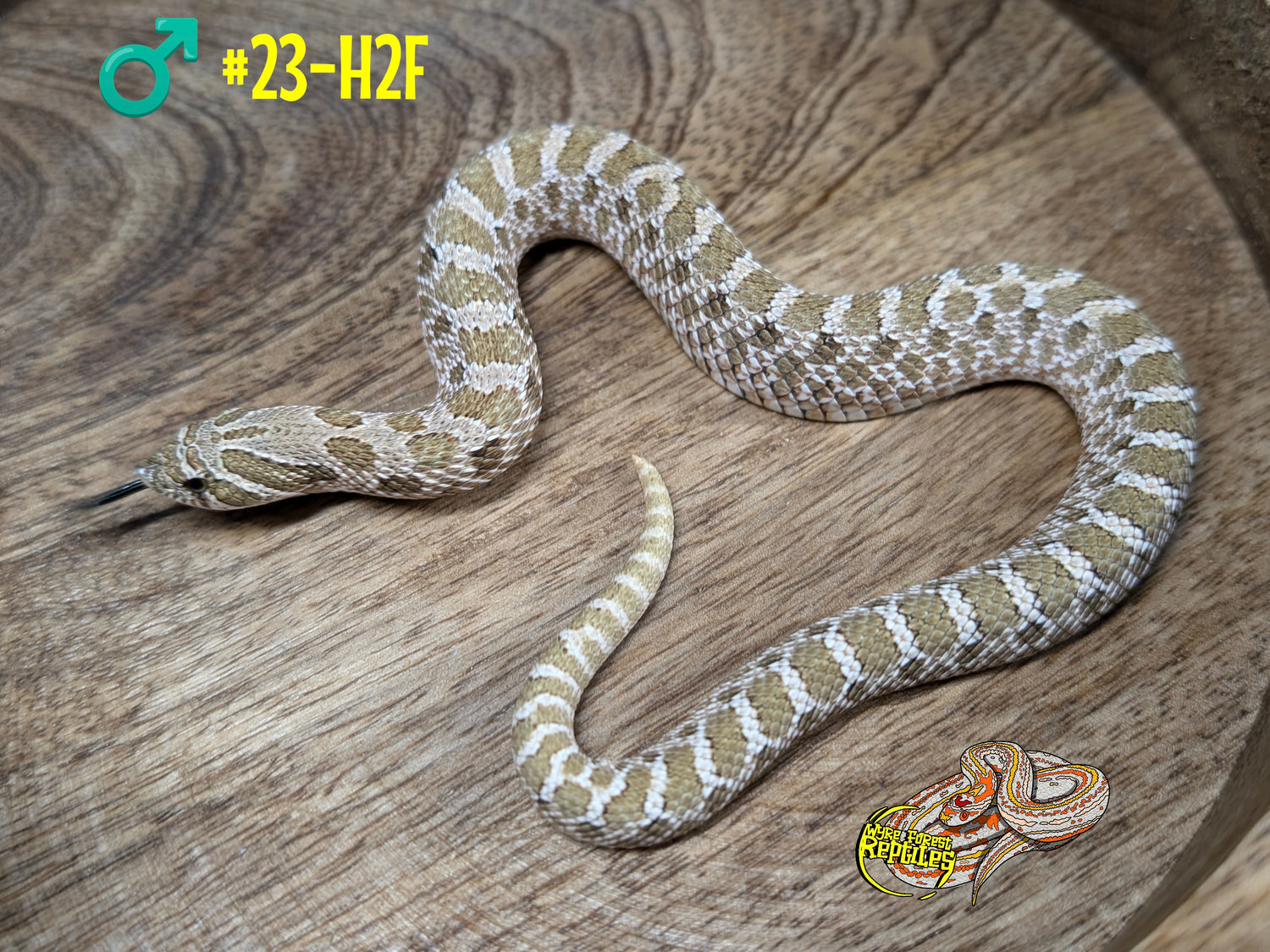 Hognose Adults Wyre Forest Reptiles Husbandry hognose-adults-wyre-forest-reptiles-husbandry